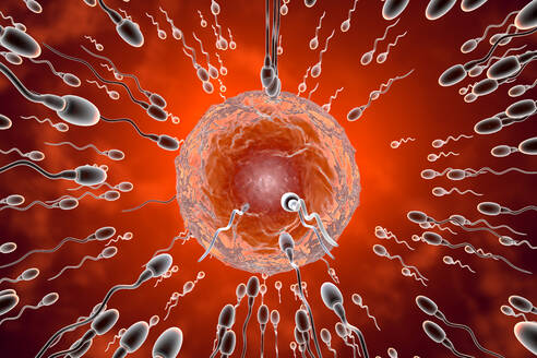 Samenzellen rasen zur Befruchtung bis zum Ei - SPCF01423