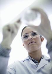 Female lab technician using petri dish while working in laboratory - AJOF01463