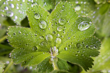 Ladys mantle (Alchemilla vulgaris) leaf covered in raindrops - NDF01309