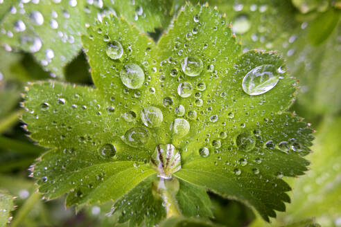 Blatt des Frauenmantels (Alchemilla vulgaris), bedeckt mit Regentropfen - NDF01309