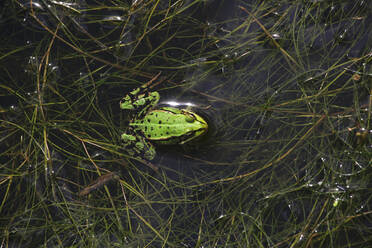 Grüner Frosch entspannt im Teich - JTF01874