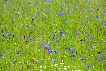 Blühende Kornblumen auf einer Frühlingswiese - JTF01875