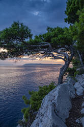 Makarska Riviera Bucht in der Abenddämmerung mit Baum im Vordergrund - MAMF01872