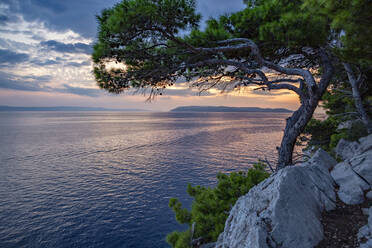 Makarska Riviera Bucht in der Abenddämmerung mit Baum im Vordergrund - MAMF01873