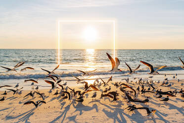 Sonnenuntergang über einem Schwarm von Möwen am Strand des Lovers Key State Park mit einem leuchtenden Platz im Hintergrund - GEMF04827