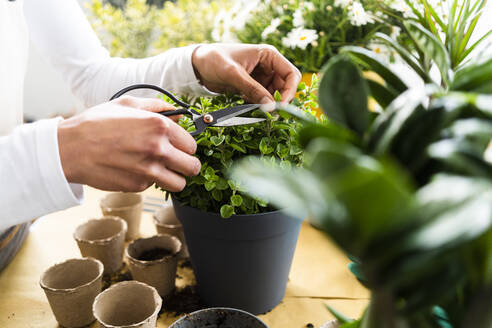 Female florist pruning plant with scissor at shop - GIOF12974