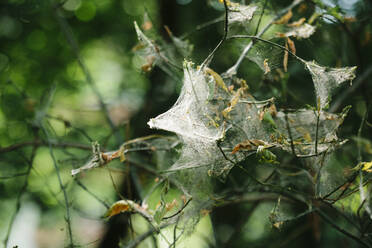 Tree branches covered in webs of ermine moths - MMFF01332