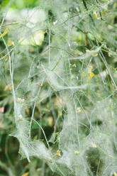 Tree branches covered in webs of ermine moths - MMFF01333