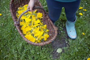 Mädchen, das einen Korb mit gelben Löwenzahnblüten hält und im Garten steht - GISF00807