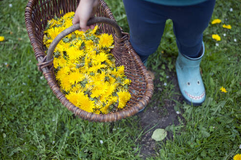 Mädchen, das einen Korb mit gelben Löwenzahnblüten hält und im Garten steht - GISF00807