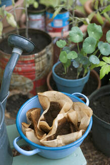 Ground coffee in enamel bowl with tomato plants in self sufficient garden - GISF00808