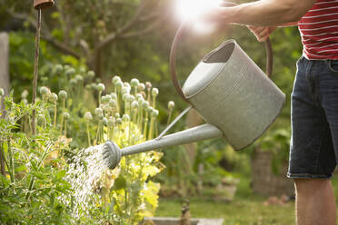 Mann mit Gießkanne gießt Pflanzen im Sommergarten - CAIF30661