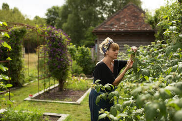 Frau inspiziert Pflanzen im sonnigen Garten eines Sommerhauses - CAIF30665