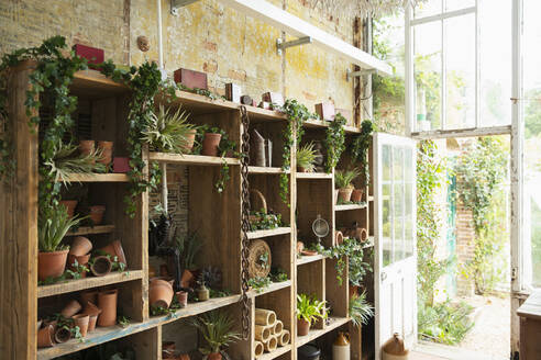 Succulent plants and flowerpots on display in flower shop - CAIF30803