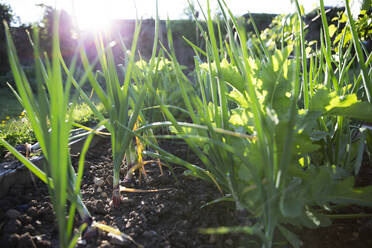 Grüne Gemüsepflanzen wachsen im sonnigen Sommergarten - CAIF30805