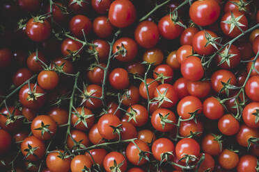 Nahaufnahme von frisch gepflückten Tomaten an der Rebe. - MINF16198