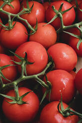 High angle close up of freshly picked tomatoes on the vine. - MINF16200