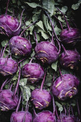 Nahaufnahme eines frisch gepflückten violetten Kohlrabi aus hohem Winkel. - MINF16207