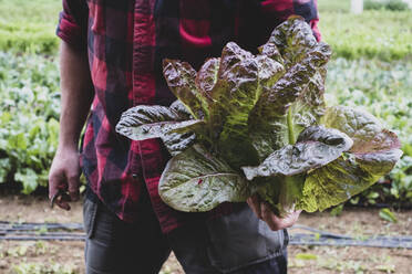 Farmer in a field, holding freshly picked purple leaf lettuce. - MINF16210