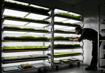 Man tending trays of microgreens seedlings growing in urban farm - MINF16216