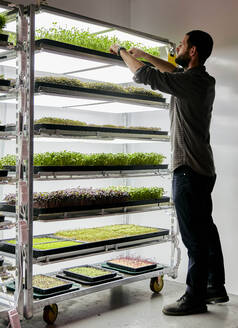 Menschliche Schalen mit Microgreens-Setzlingen, die in einer städtischen Farm wachsen - MINF16217