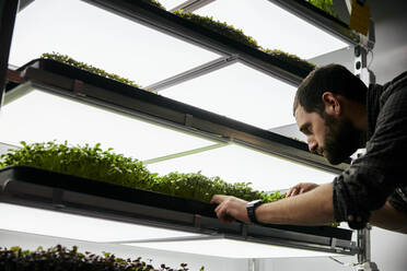 Ein Mann kümmert sich um die Schalen mit Mikrogrün-Setzlingen, die in einer städtischen Farm wachsen - MINF16218