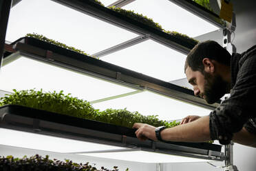 Man tending trays of microgreens seedlings growing in urban farm - MINF16218