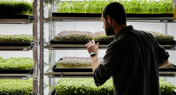 Man tending trays of microgreens seedlings growing in urban farm - MINF16219