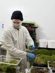 Man harvesting microgreens in urban farm - MINF16223