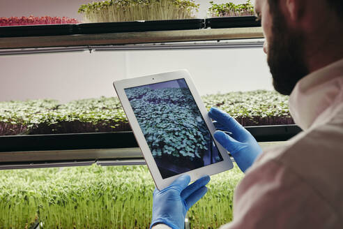 Mann kontrolliert mit Tablet das Wachstum von Mikrogrüns in einer städtischen Farm - MINF16224