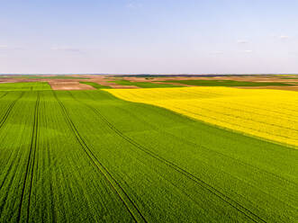 Luftaufnahme von Weizen- und Rapsfeldern im Sommer - NOF00246