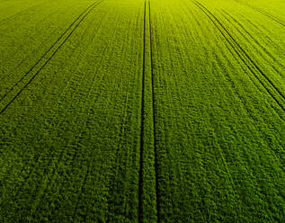 Aerial view of green wheat field in summer - NOF00248