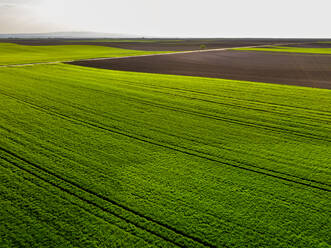 Aerial view of green wheat field in summer - NOF00249