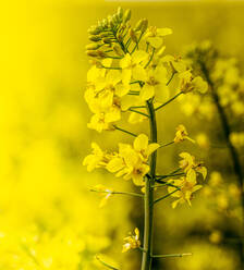 Oilseed rape blooming in summer - NOF00251