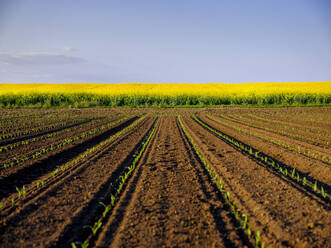 Maiskeimlinge auf einem gepflügten Feld - NOF00253