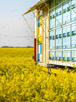 Ein Schwarm Honigbienen fliegt vor einem Bienenwagen, der in einem blühenden Rapsfeld steht - NOF00255