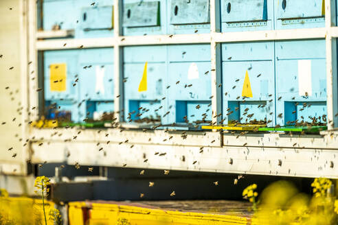 Ein Schwarm Honigbienen fliegt vor den Bienenstöcken - NOF00257