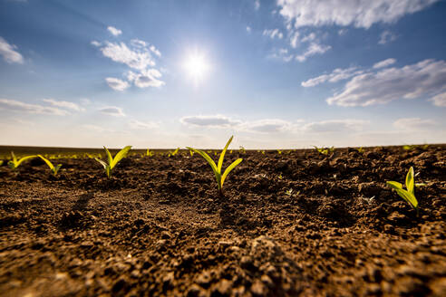 Die Sonne scheint über Maiskeimlinge, die in einem gepflügten Feld wachsen - NOF00259