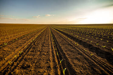 Reihen von Maissetzlingen in einem braun gepflügten Feld bei Sonnenuntergang - NOF00261