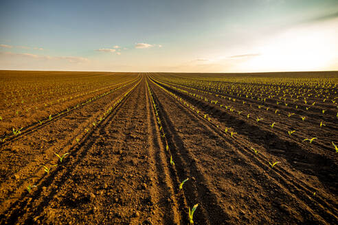 Rows of corn seedlings growing in brown plowed field at sunset - NOF00261