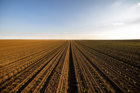 Reihen von Maissetzlingen in einem braun gepflügten Feld bei Sonnenuntergang - NOF00264