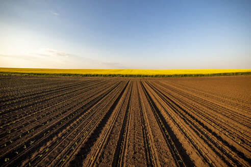 Reihen von Maissetzlingen in einem braun gepflügten Feld bei Sonnenuntergang - NOF00265