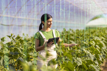 Young female farmer examining crops while holding digital tablet at greenhouse - OIPF01005