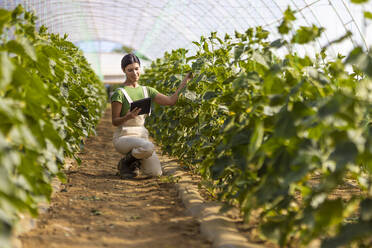 Female farmer looking at digital tablet while kneeling near crops at greenhouse - OIPF01009