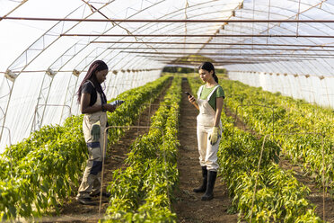 Female farmers using smart phones while standing at greenhouse - OIPF01050