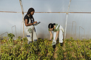 Junge Landwirtin fotografiert Pflanzen in der Nähe eines Mitarbeiters mit einem digitalen Tablet im Gewächshaus - OIPF01054