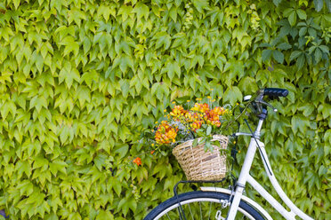 Fahrrad mit Korb aus Freesienblüten vor grüner Efeumauer - EIF01276