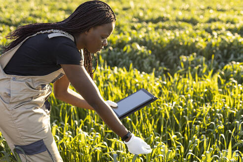 Eine Landwirtin benutzt ein digitales Tablet, während sie an einem sonnigen Tag die Pflanzen auf dem Bauernhof untersucht - OIPF01074
