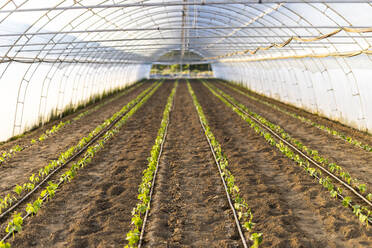 Interior of greenhouse with fresh organic plants - OIPF01081