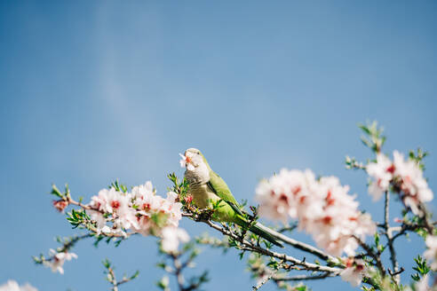 Low Winkel der grünen Vogel hockt auf Kirschbaum Zweig mit blühenden Blumen im Garten - ADSF24728